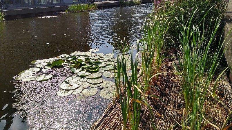 Dutch Water Tech maakt biobased waterplanteilanden op Green Chemistry Campus dankzij stimuleringsregeling 